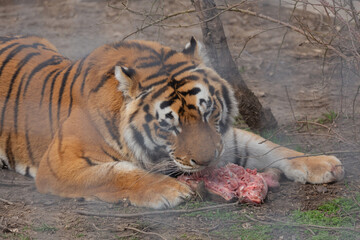 Sights and animals - inhabitants of the lion park 