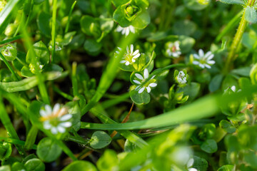 Groundcover plant with small white flowers thriving in grassy area