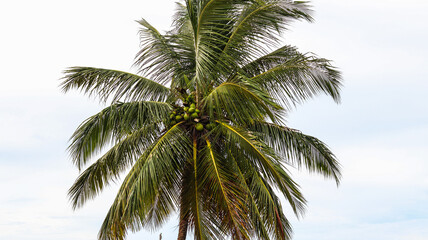 Fototapeta premium coqueiro em uma praia no nordeste brasileiro