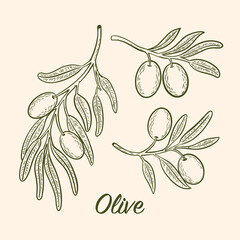 Vector drawing of olive tree branches with olives