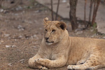 Sights and animals - inhabitants of the lion park 