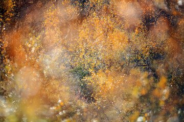 Autumn background, colorful  flora in the mountains - obrazy, fototapety, plakaty