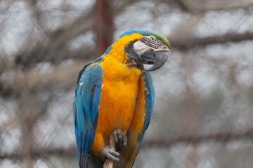 Sights and animals - inhabitants of the lion park 
