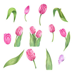 Flowers. Tulips on isolated white. Watercolor drawing. botanical painting, beautiful spring flora. 