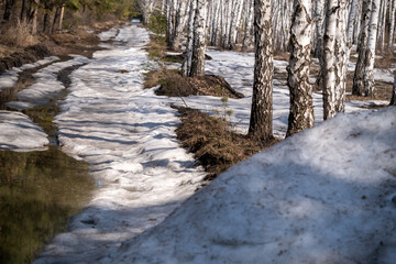 Birch forest in early spring. Early spring forest. First warm days and melting snow.
