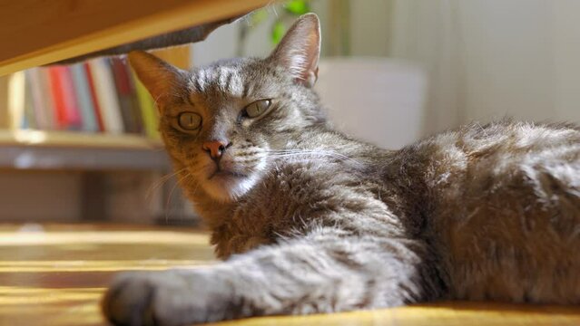 Gray tabby cat resting in sun lit living room on a wooden floor