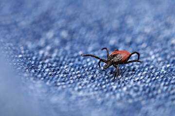 close up of a crawling deer tick on a blue jeans, dangerous parasite on clothing after a walk in nature in spring