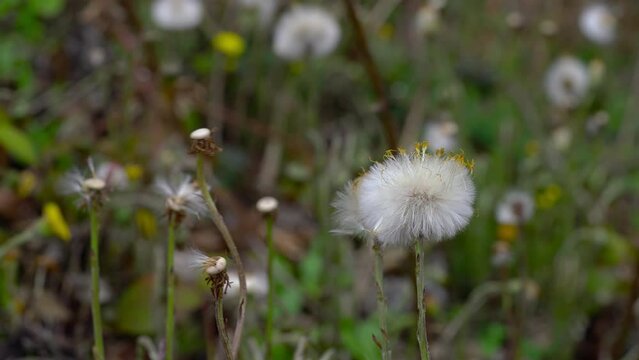 Coltsfoot in natural ambient, fruits with pappuses (Tussilago farfara) - (4K)