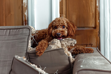  aftermath of a playful yet destructive moment where a dog has chewed through a couch