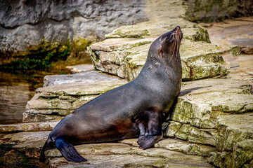 Sunbathing Fur Seal on Rocky Terrain