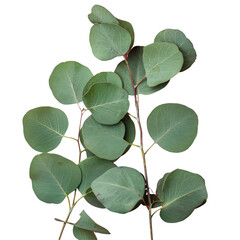 Green leaves on transparent background, symbol of nature and plant life