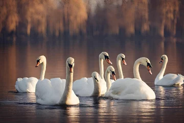 Fotobehang swans on the lake © Muhammad Zubair 