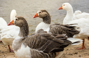 3 patos