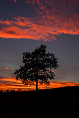Samotne drzewo o zachodzie słońca z czerwonym niebem w Karkonoszach na Dolnym Śląsku