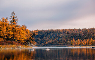 Autumn landscape with larch taiga on the banks of the Siberian river.
