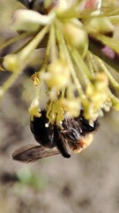 bee on a flower