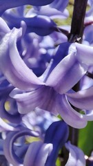 close up of hyacinth