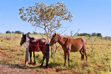 Horses in the ranch, São Barolomeu river edge, Distrito Federal, Brazil, 2020