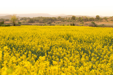 Campos de Colza, paisaje amarillo
