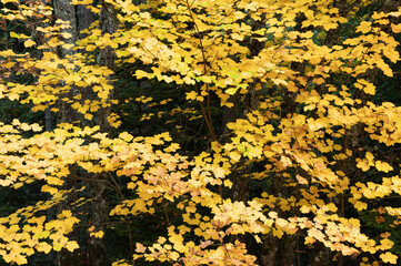 Autumn foliage - 780801526