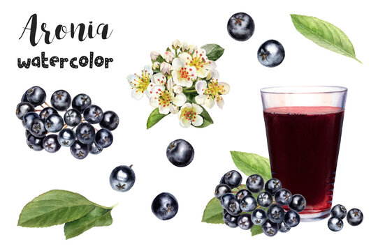 Watercolor illustration of aronia chokeberry berries and juice close up. Design template for packaging, menu, postcards.