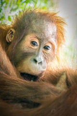 a young Orangutan in the rainforest