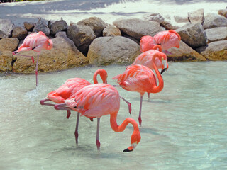 The American Flamingo, Phoenicopterus ruber, it is a large species of flamingo with their pink...