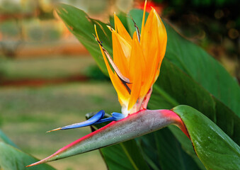 Strelitzia reginae, known as the crane flower, bird of paradise, a specie of flowering plant indigenous from South Africa. It is widely cultivated for its dramatic flowers, Brasilia, 2021