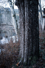 木の幹　木　古の　大木　森の中　ハイキング　北米の森　木々　根　朽ちた　苔　木の皮