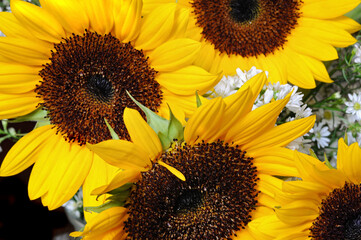 Helianthus annuus, the sunflower, a large annual forb of the genus Helianthus grown as a crop for...