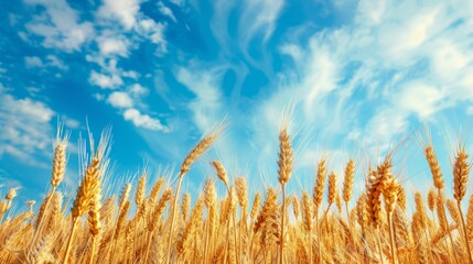 Golden Wheat Field Under Blue Sky