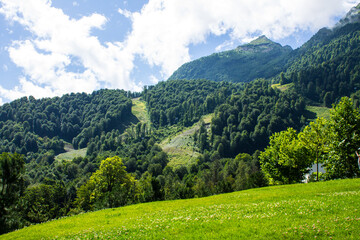 Fototapeta premium Panoramic landscape - green mountains with trees on a sunny summer day in Krasnaya Polyana, Russia. Concept trekking and hiking on vacation