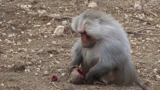 A macaque is eating beetroot in the park. Belogorsk, Crimea, Russia. 1.03.2024