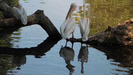 Dalmatian pelicans in the lake