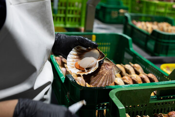 Cleaning and gutting of scallops in a shellfish treatment plant in Galicia	