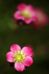 Saxifraga flower