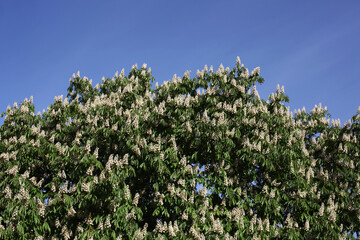 Chestnut tree in flower - Castanea sativa - Saint Maurice d'Ardeche - Ardeche - France