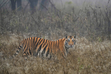 Tiger looking at the camera in the bushes