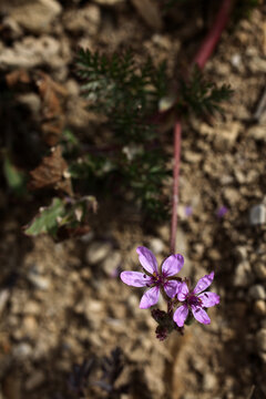 Geranium palustre flower - Bodziszek blotny