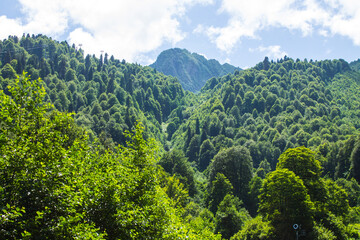 Panoramic landscape - green mountains with trees on a sunny summer day in Krasnaya Polyana, Russia....
