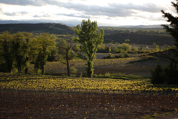 Fototapeta na wymiar Wineyard in the evening sun light - Mas de Chaussy - Saint Maurice d'Ardeche - Ardeche - France