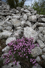 Karstic landscape - Vogue - Ardeche - France