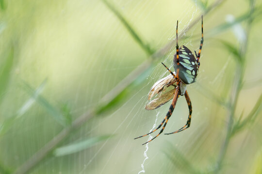Yellow Garden Spider Wrapping up Prey in Beautiful Web