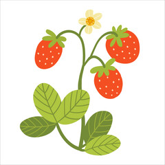 Strawberry bush with leaves and berries blossoms. Color vector illustration of growing berry plant isolated on white background.
