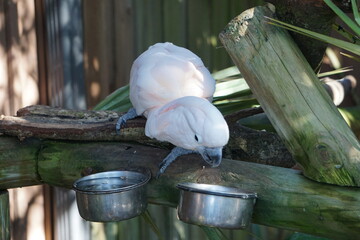Molukkenkakadu, tropischer weißer und rosa Papagei sitz auf dem Ast eines Baumes und pick mit seinem Schnabel Futter aus einem Napf