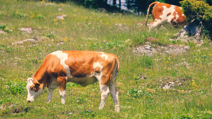 Cows on the Grass of the Meadow of the Big Pasture Plateau Velika Planina  in Savinja Alps, Slovenia - 780822928
