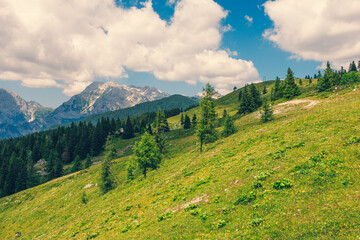 Alpine Meadows, Mountain Valley with Trees, Green Grass and Blue Sky with Clouds. Velika Planina, Slovenia - 780823154