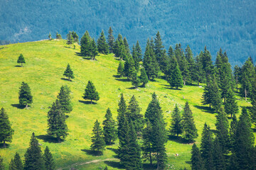 Mountain Valley and Alpine Meadows with Trees and Green Grass. Velika Planina, Slovenia - 780823559