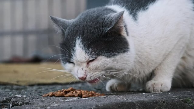 A black and white cat dines on a generous portion of kibble on the concrete ground, near its outdoor shelter. Stray cat outdoor in slow motion. Lonely abandoned homeless animals.
