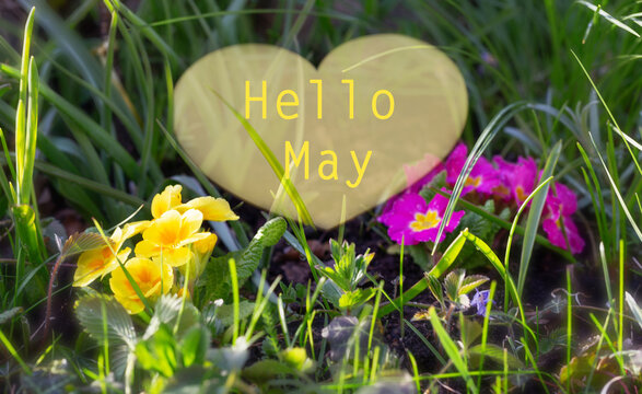 Bright spring primrose flowers pink and yellow and text HELLO, MAY on green background.